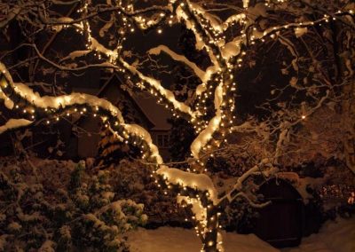 Kalagan OutDoor Design LED Minilites in warm white on trunk and limbs